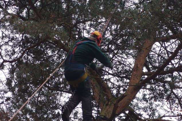 bomen rooien